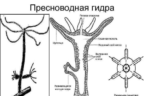 Кракен зеркало сайта vtor run