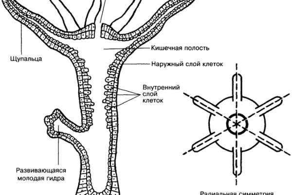 Ссылка на кракен онион